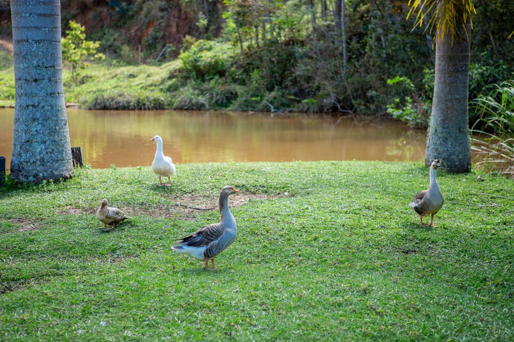 Fazenda Hotel Alvorada Santos Dumont Kültér fotó